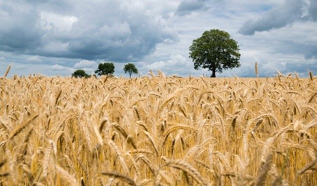 10 – 11 листопада — OK AGRO