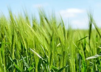 Реєстр сортів рослин України