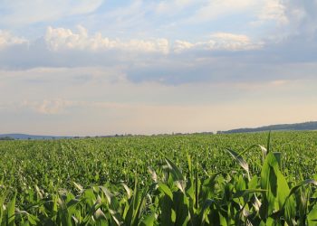 18 – 20 листопада — Агро-СФЕРА 2020