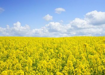 Офіційний бюлетень охорони прав на сорти рослин