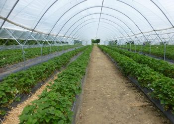 28 – 30 жовтня —  Тепличний бізнес 2020