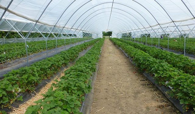 28 – 30 жовтня — Тепличний бізнес 2020