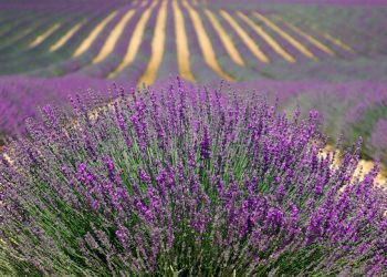 Аграрна розписка: знайома незнайомка ринку кредитування