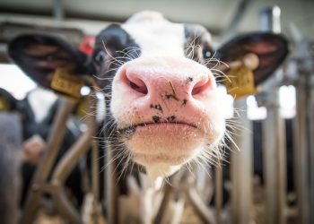 Порядок використання коштів, передбачених у державному бюджеті на відшкодування витрат на оплату послуг з ідентифікації та реєстрації тварин фізичним особам – власникам цих тварин