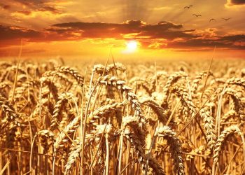 2-3 вересня – Международная конференция BLACK SEA GRAIN 2020 & BLACK SEA OIL 2020 (Зерно Причерноморья)