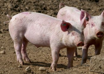 Вартість живця свиней знизилася