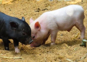 Норми годівлі молодняка свиней