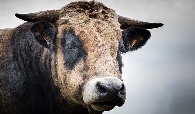 Норми годівлі бугаїв-плідників