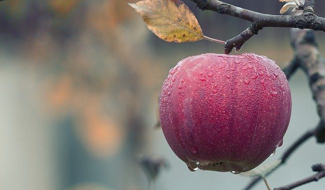 Заготівля сільгосппродукції: як оформити готівкові розрахунки