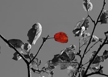 Сад постраждав від бурі: облікові наслідки