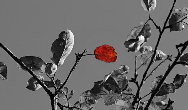 Сад постраждав від бурі: облікові наслідки