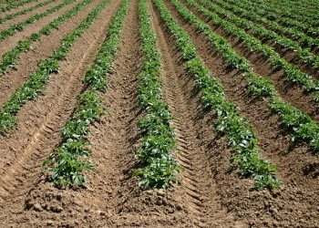 Дохід фізособи-орендодавця сільгоспземлі: до якого бюджету платити ПДФО