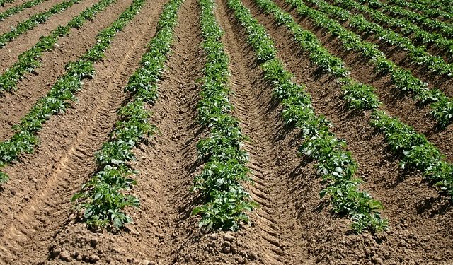 Дохід фізособи-орендодавця сільгоспземлі: до якого бюджету платити ПДФО