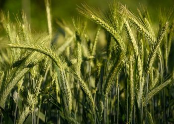 Высокие цены спроса обусловили рост экспорта украинского ячменя в Китай почти на 50%