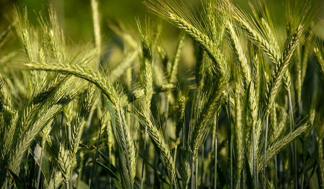 Высокие цены спроса обусловили рост экспорта украинского ячменя в Китай почти на 50%