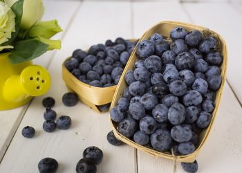 Парадокс: урожай голубики снижается при ежегодном приросте плантаций