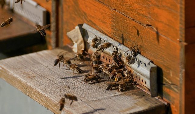 Перелік засобів для захисту рамок, вуликів і стільників від шкідників