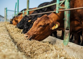 Площа приміщень та відкритих майданчиків