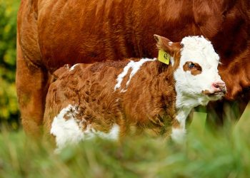 Норми годівлі молодняка ВРХ