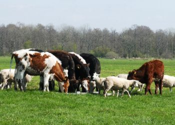 Максимальна кількість тварин на 1 гектар сільськогосподарських угідь