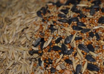 Виробник кормів виявив неякісну продукцію: документальне оформлення та облік