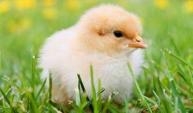 Коли подавати заяву про перехід на 4 групу єдиного податку