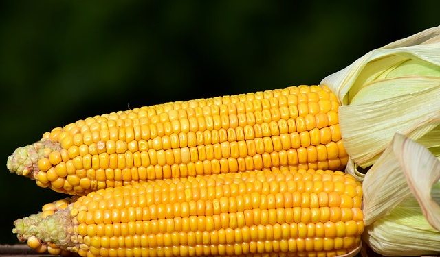 В Україні зросла ціна на кукурудзу