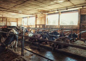 Перелік засобів для чищення і дезінфекції приміщень для утримання тварин