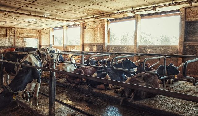 Перелік засобів для чищення і дезінфекції приміщень для утримання тварин