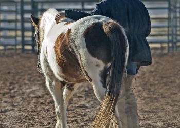 Реорганізація фермерського господарства шляхом приєднання до ТОВ: алгоритм дій від юриста