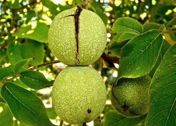 Закладаємо горіховий сад: нюанси бухобліку