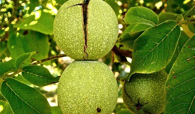 Закладаємо горіховий сад: нюанси бухобліку