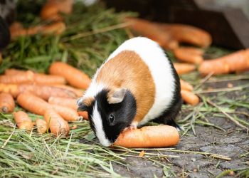 Норми природного убутку свіжих картоплі, овочів і плодів при короткочасному зберіганні на базах, складах різного типу і заготівельних пунктах