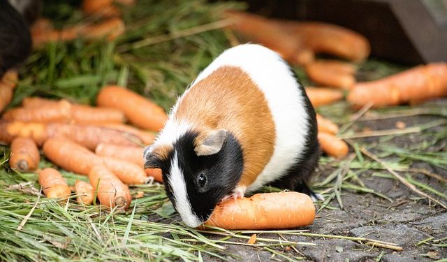 Норми природного убутку свіжих картоплі, овочів і плодів при короткочасному зберіганні на базах, складах різного типу і заготівельних пунктах