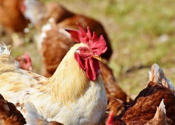 Норми годівлі птиці