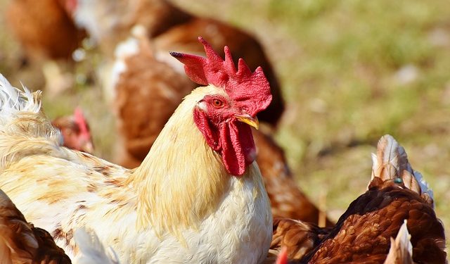 Норми годівлі птиці