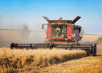 В Україні суттєво подорожчали зернові