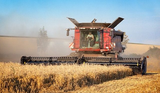 В Україні суттєво подорожчали зернові