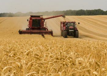 Жнива: В Україні зібрано майже 36 млн тонн зерна