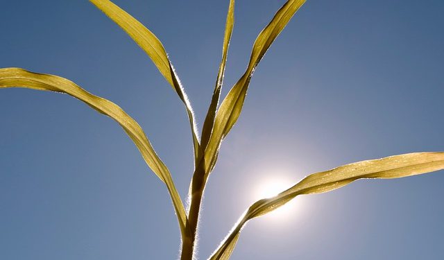 Зеленський запропонував розширити програму «5-7-9» для фермерів, які постраждали від посухи