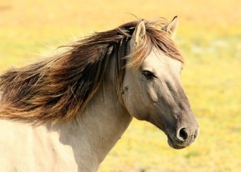 Норми годівлі коней