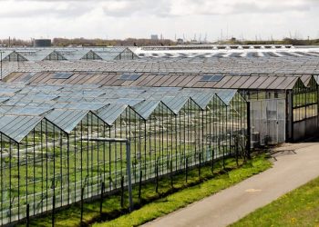 “Тепличний” бухоблік для аграрія