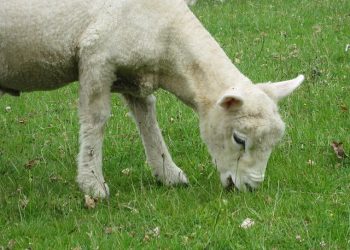 Норми годівлі ягнят