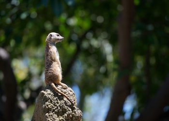 Сільгоспкооперативи — ваш вихід! або Як працювати за оновленим Законом