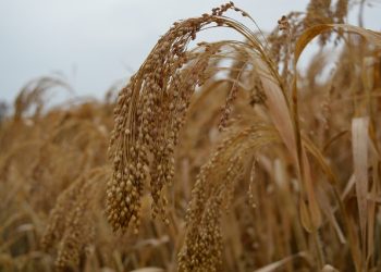 Мінімальні норми сортової чистоти (типовості) посівів для самозапильних культур, %