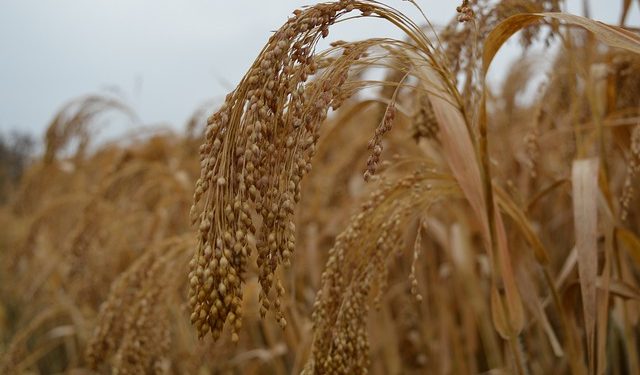 Мінімальні норми сортової чистоти (типовості) посівів для самозапильних культур, %