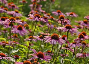 Стало відомо, яку лікарську рослину найрентабельніше вирощувати в Україні
