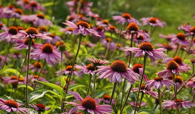 Стало відомо, яку лікарську рослину найрентабельніше вирощувати в Україні