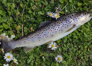 Перелік вимог до вирощування окремих об’єктів аквакультури