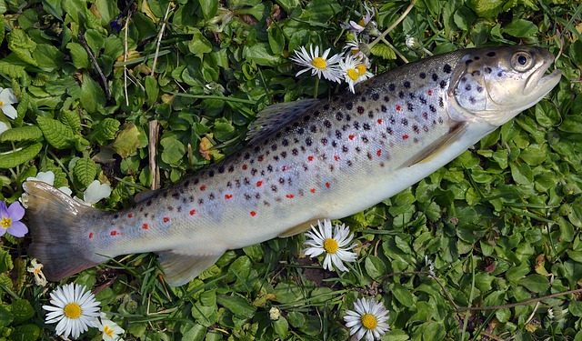 Перелік вимог до вирощування окремих об’єктів аквакультури